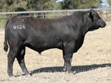 LOT 60 - QRF23U124