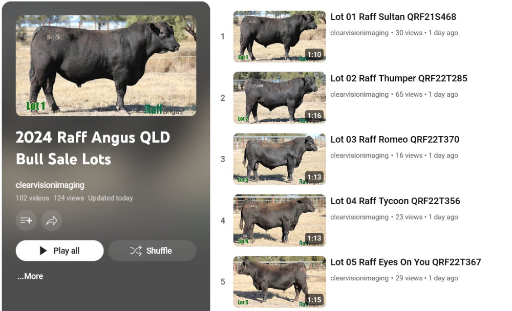 Raff Angus Bull Sale