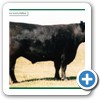Purebred Angus Steer sired by Raff bull