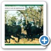 2001 First sale in Australia to sell all Yearling Bulls