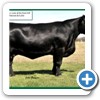 2006 purchased 4 cows in the Hoff dispersal sale - Hoff Moriah