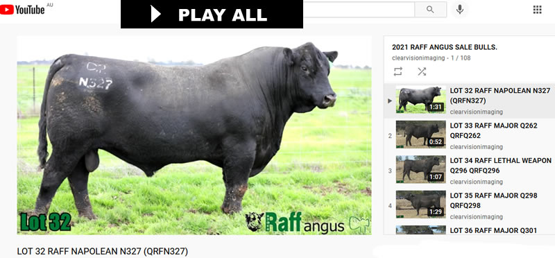 Raff Angus Bull Sale YouTube Videos