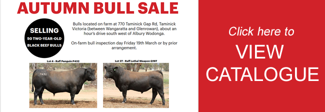 Raff Angus Autumn Bull Sale Catalogue 2021
