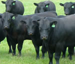 Raff Angus bulls for sale