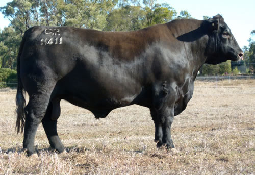 Raff Angus Stud - Putting the Beef back into Angus