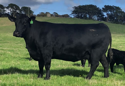 Raff Angus Stud - Putting the Beef back into Angus