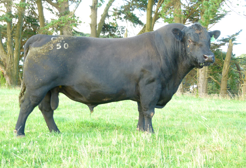 Raff Angus Stud - Putting the Beef back into Angus