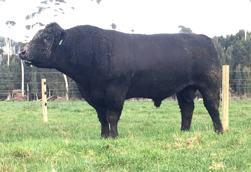 Raff Angus Stud - Putting the Beef back into Angus